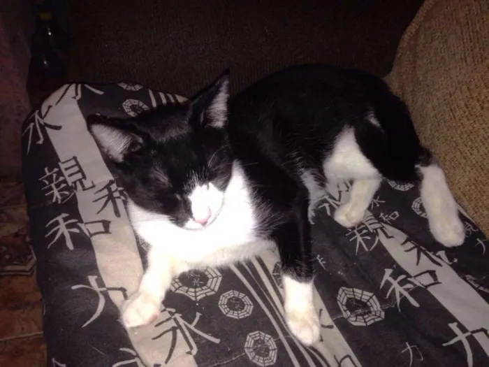 Gato ra a SRD idade 1 ano nome Frajola