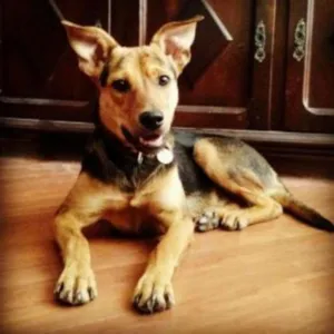 Cachorro raça SRD idade 7 a 11 meses nome Rex