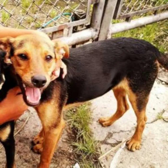 Cachorro ra a SRD idade 7 a 11 meses nome Rex