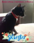 Silvester