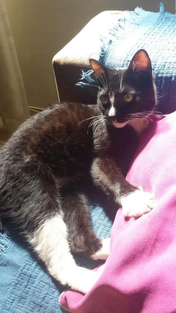 Gato ra a SRD idade 7 a 11 meses nome Silvester