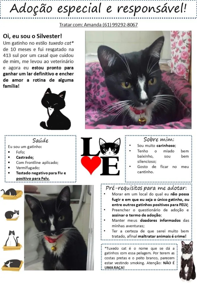 Gato ra a SRD idade 7 a 11 meses nome Silvester