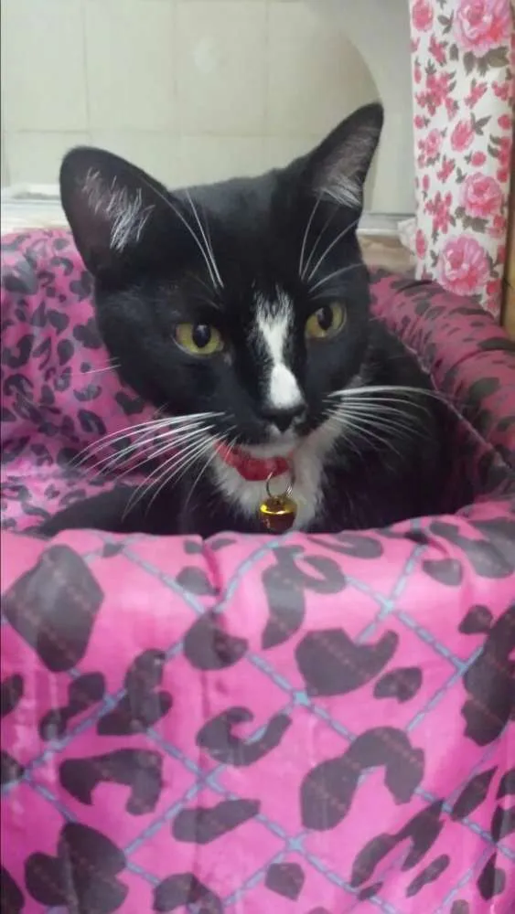 Gato ra a SRD idade 7 a 11 meses nome Silvester