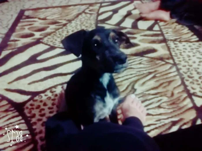 Cachorro ra a Não definida idade 2 a 6 meses nome Nina
