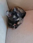 Mimi e Bombom