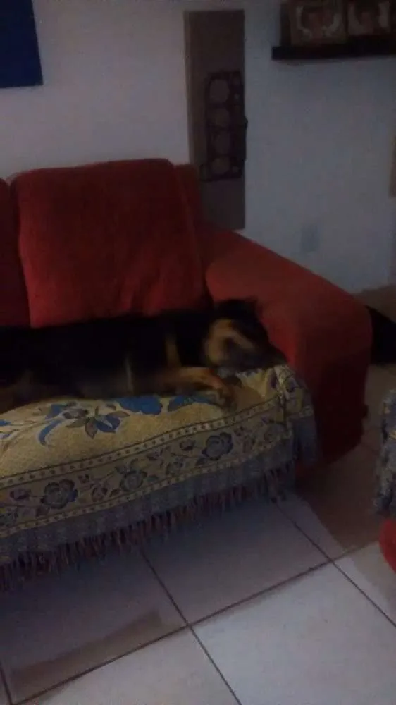 Cachorro ra a SRD com rotvailler  idade 2 anos nome Dhara