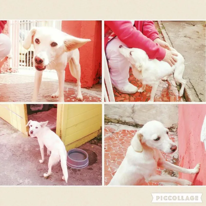 Cachorro ra a SRD idade 2 a 6 meses nome Petito