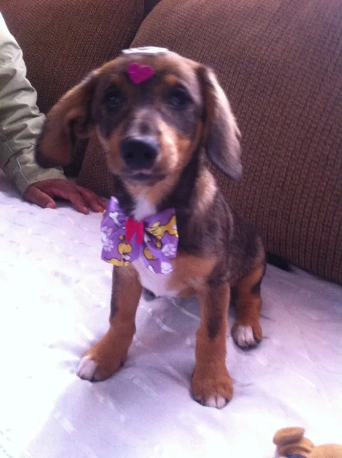 Cachorro ra a Fox Paulistinha com Salsicha  idade 2 a 6 meses nome Meg