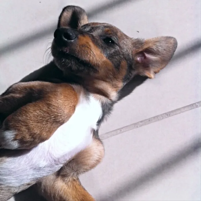 Cachorro ra a Fox Paulistinha com Salsicha  idade 2 a 6 meses nome Meg