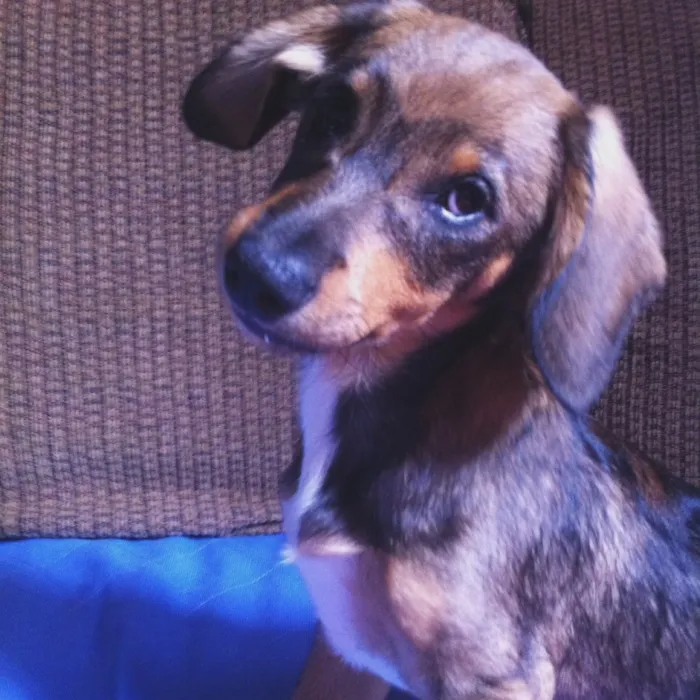 Cachorro ra a Fox Paulistinha com Salsicha  idade 2 a 6 meses nome Meg