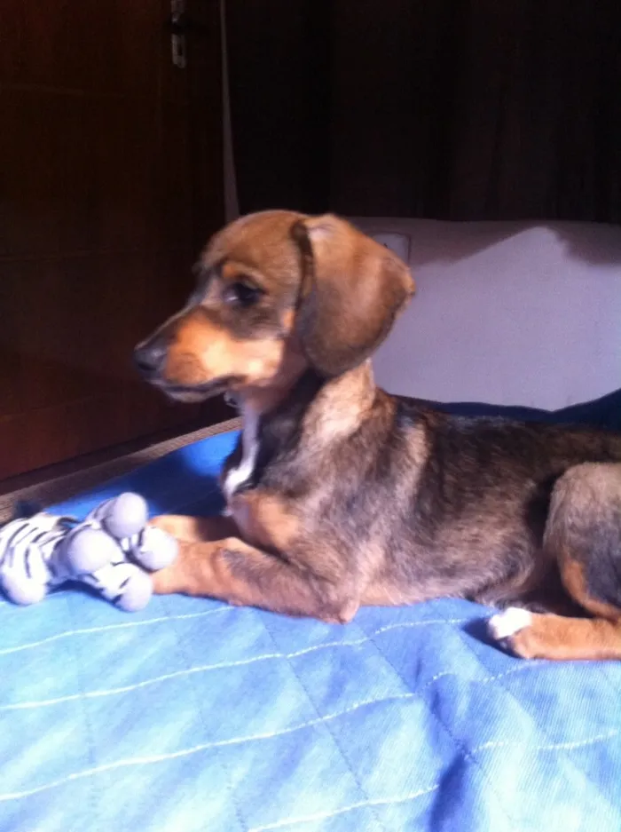 Cachorro ra a Fox Paulistinha com Salsicha  idade 2 a 6 meses nome Meg