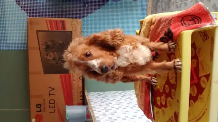 Cachorro raça Cocker Inglês  idade 4 anos nome Kiara