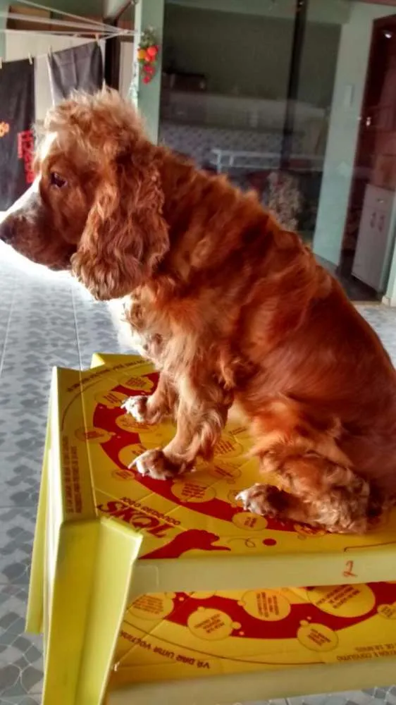 Cachorro raça Cocker Inglês  idade 4 anos nome Kiara