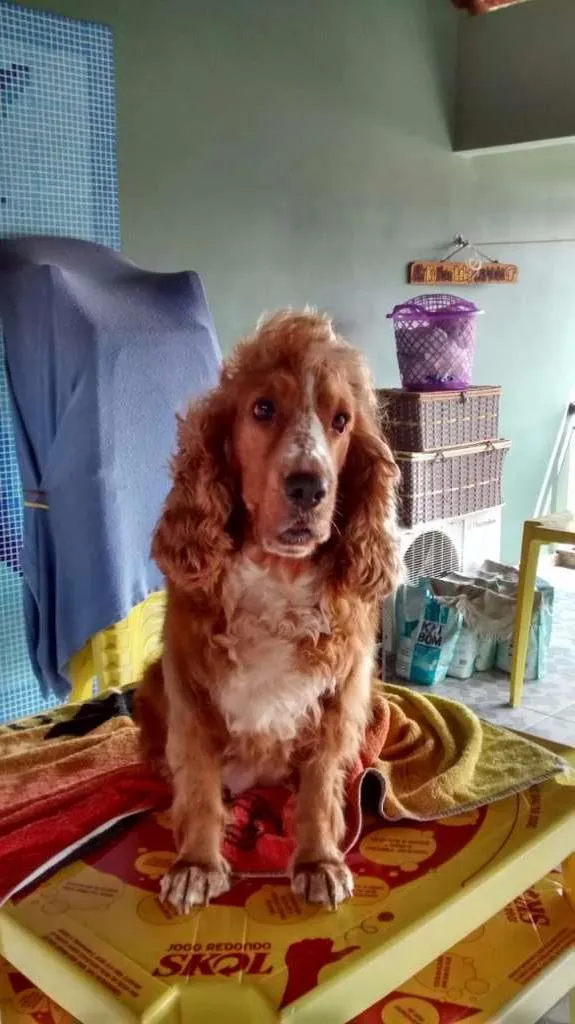 Cachorro raça Cocker Inglês  idade 4 anos nome Kiara