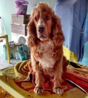 Cachorro raça Cocker Inglês  idade 4 anos nome Kiara