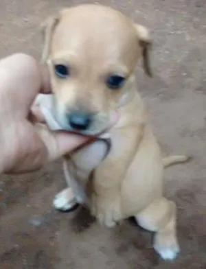 Cachorro raça vira lata idade Abaixo de 2 meses nome ainda n tem nome