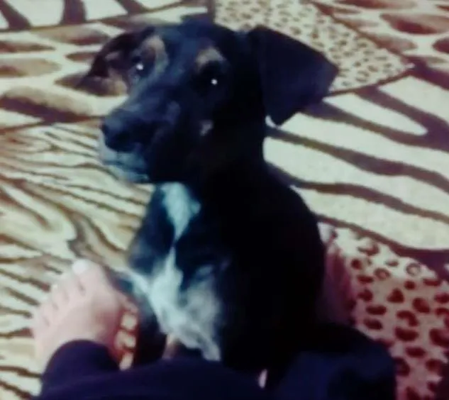 Cachorro ra a Não definida idade 2 a 6 meses nome Nina