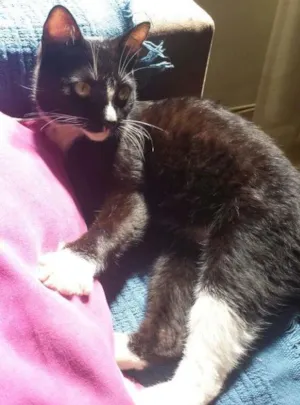 Gato raça SRD idade 7 a 11 meses nome Silvester