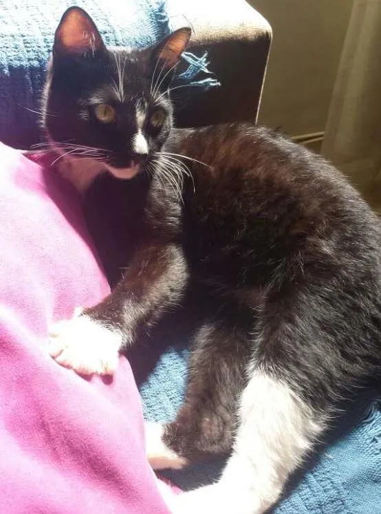 Gato ra a SRD idade 7 a 11 meses nome Silvester
