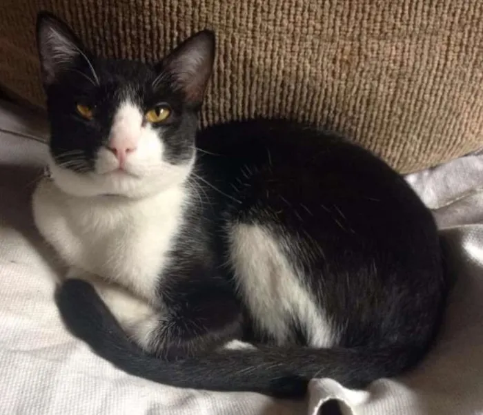 Gato ra a SRD idade 1 ano nome Frajola
