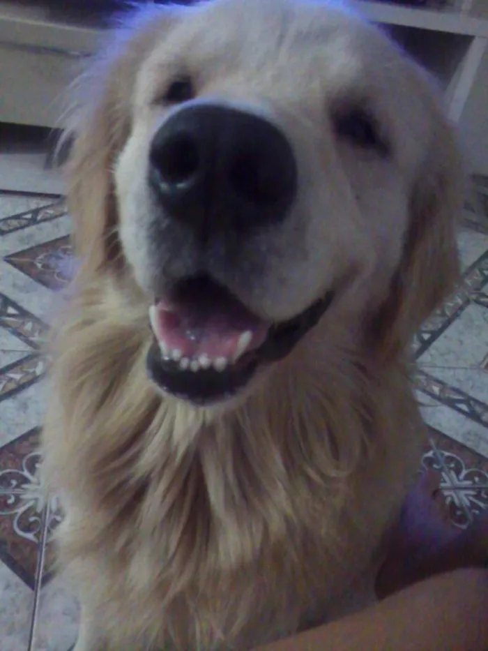 Cachorro ra a golden retriever idade 3 anos nome ben