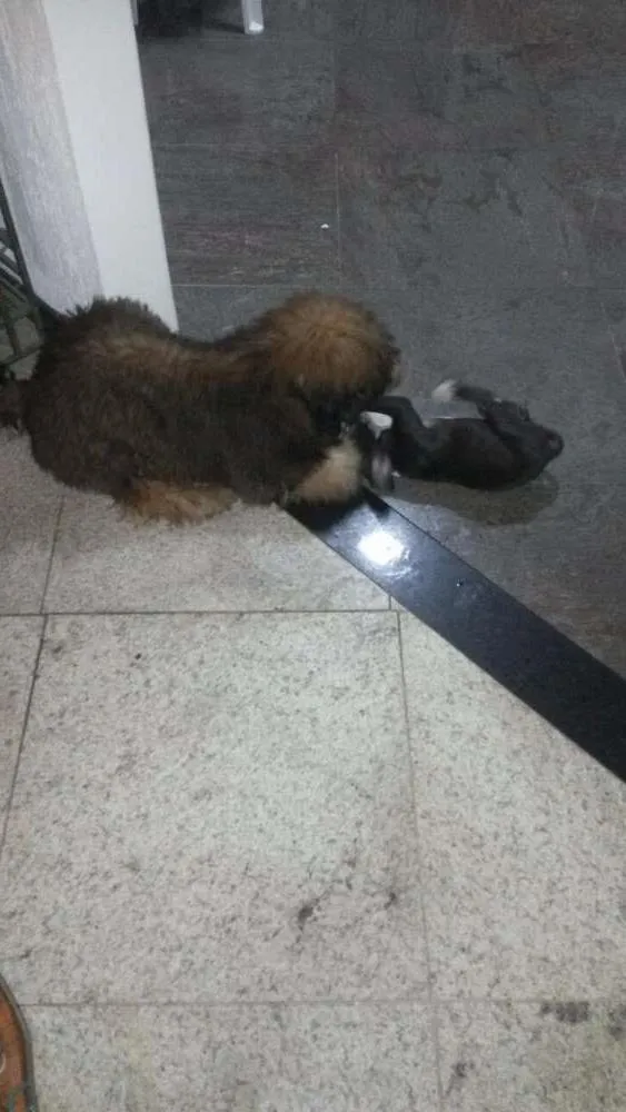 Cachorro raça Chow Chow idade 2 a 6 meses nome Bilu