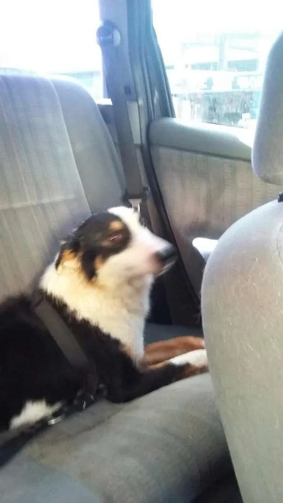 Cachorro ra a booder coller idade 7 a 11 meses nome Rabito