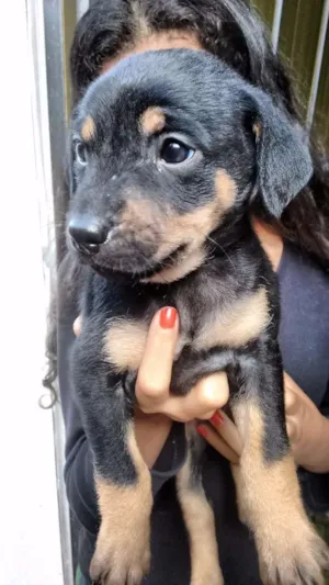 Cachorro raça Não definida idade Abaixo de 2 meses nome Bebe