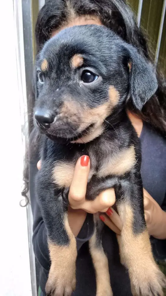 Cachorro ra a Não definida idade Abaixo de 2 meses nome Bebe