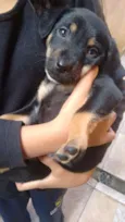 Bebe