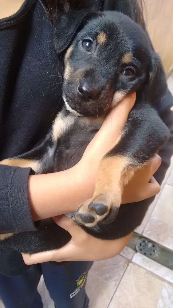 Cachorro ra a Não definida idade Abaixo de 2 meses nome Bebe