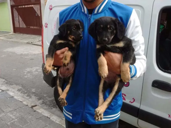 Cachorro ra a srd idade 2 a 6 meses nome fofura