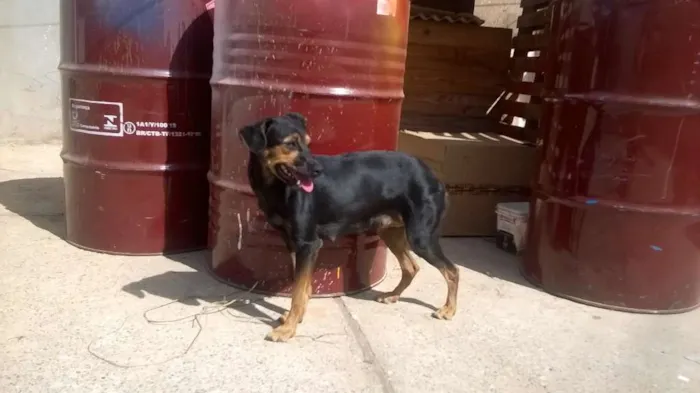 Cachorro ra a Indefinida idade 7 a 11 meses nome Bel