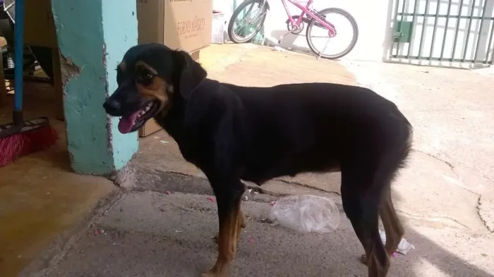 Cachorro ra a Indefinida idade 7 a 11 meses nome Bel