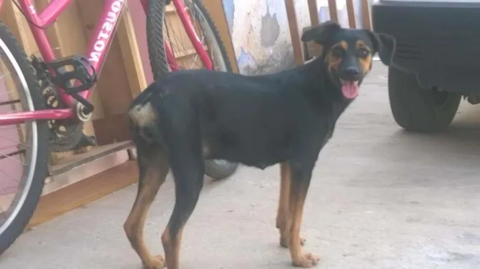 Cachorro ra a Indefinida idade 7 a 11 meses nome Bel
