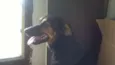 Bel