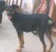 Bel