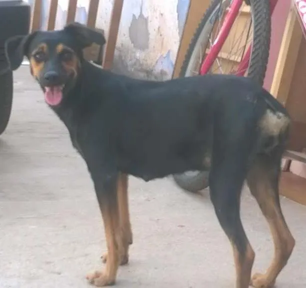 Cachorro ra a Indefinida idade 7 a 11 meses nome Bel