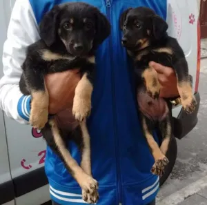 Cachorro raça srd idade 2 a 6 meses nome fofura
