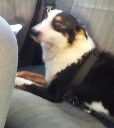 Cachorro ra a booder coller idade 7 a 11 meses nome Rabito