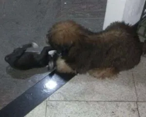 Cachorro raça Chow Chow idade 2 a 6 meses nome Bilu