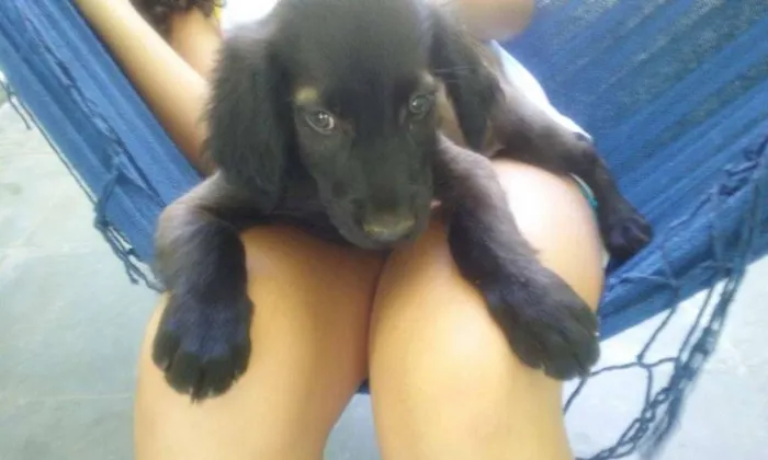 Cachorro ra a Setter idade 2 a 6 meses nome TROVÃO