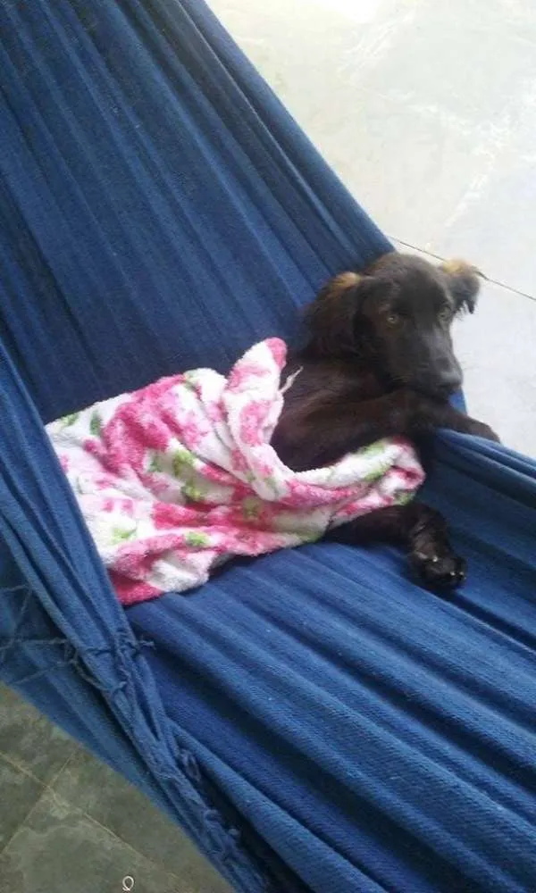 Cachorro ra a Setter idade 2 a 6 meses nome TROVÃO