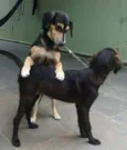 TROVÃO