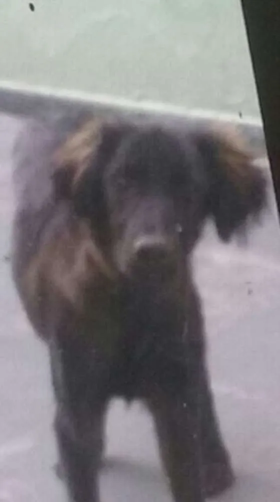 Cachorro ra a Setter idade 2 a 6 meses nome TROVÃO