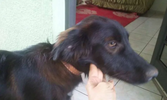 Cachorro ra a Setter idade 2 a 6 meses nome TROVÃO