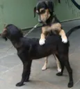TROVÃO