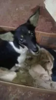não tem