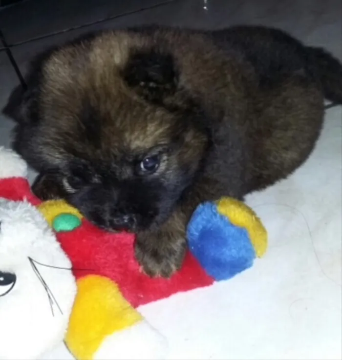 Cachorro ra a Chow Chow idade 2 a 6 meses nome Zeus