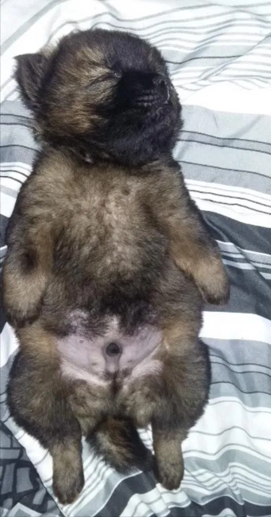 Cachorro ra a Chow Chow idade 2 a 6 meses nome Zeus